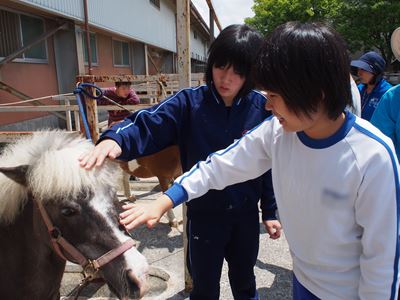 http://www.fukuiminami-sh.ed.jp/news/images/20150610horsepark05.jpg